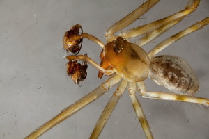 Labulla thoracica